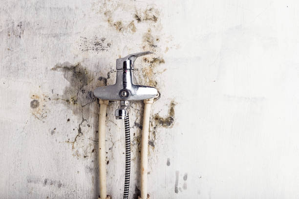 Best Toxic Mold Removal  in Amsterdam, NY