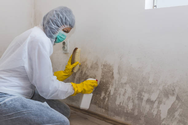 Best Mold Removal Specialists  in Amsterdam, NY