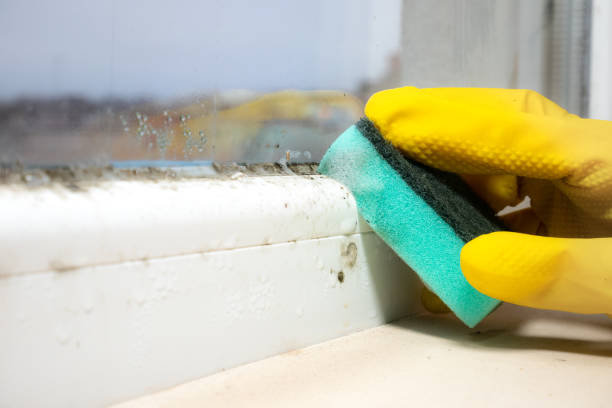 Best Office Mold Removal Services  in Amsterdam, NY