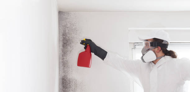 Best Local Mold Removal Service  in Amsterdam, NY