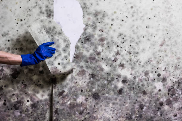 Best Affordable Mold Removal  in Amsterdam, NY