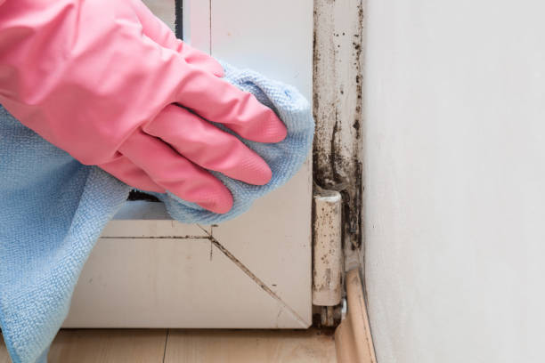 Best Residential Mold Removal  in Amsterdam, NY